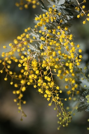 Wattle Trees Lace